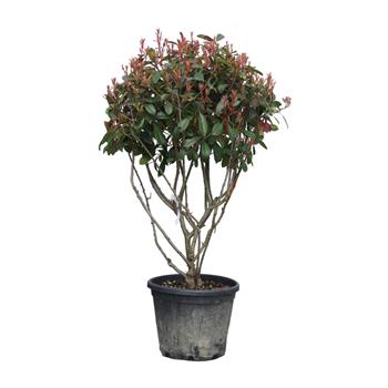 Blýskalka Fraserova Red Robin výška 100/125cm, květináč 30 litrů. vícekmen