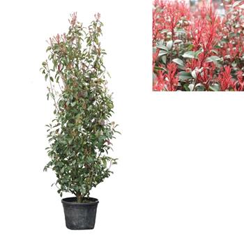 Blýskalka Fraserova Red Robin výška 150/175cm, květináč 40 litrů