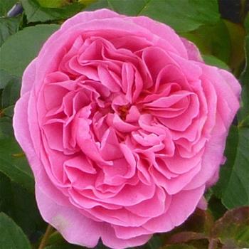 Růže D.Austin Gertrude Jekyll květináč 30 litrů, loubí