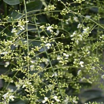 Jerlín japonský Pendula výška 300/350cm, květináč 375 litrů, 6 pompon