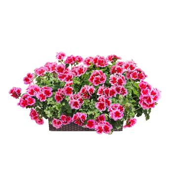 Nestárnoucí klasika Rose Lechuza Stone