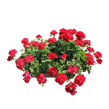 Nestárnoucí klasika Red Lechuza