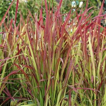 Imperata válcovitá Red Baron květináč 2 litry