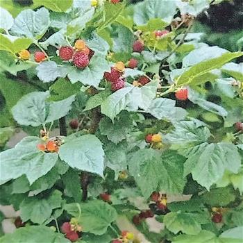 Maliník sloupový Raspberry Tower květináč 1,6 litru