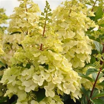 Hortenzie latnatá Candlelight výška 20/30cm, květináč 2,5 litru