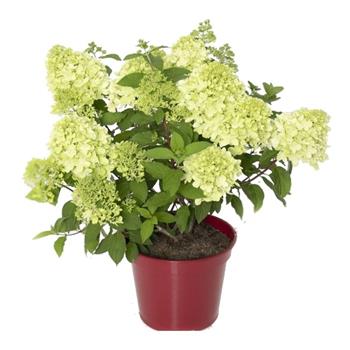 Hortenzie latnatá Mojito výška 20/30cm, kvěitnáč 2,5 liitru