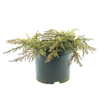 Jalovec obecný Lemon Carpet velikost 20/30cm, květináč 2,5 litru