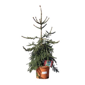 Smrk ztepilý Frohburg výška 60/80cm, květináč 10 litrů