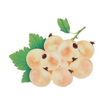 Rybíz bílý Bílý z Jüteborgu kmínek 60cm, květináč 3 litry