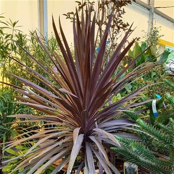Dračinka jižní Atropurpurea výška 100/125cm, květináč 18 litrů