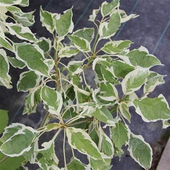 Svída sporná Variegata květináč 40 litrů. bonsai
