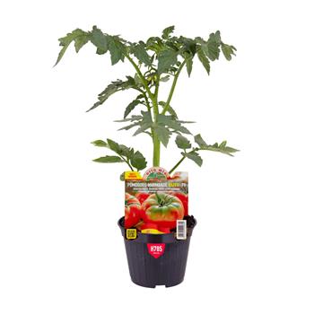 Rajče Raffy F1 neroubované květináč 10cm