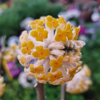 Zanice nádherná Grandiflora květináč 5 litrů