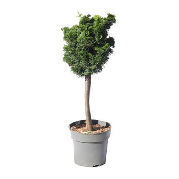 Cypříšek tupolistý Nana Gracilis kmínek 40cm, květináč 10 litrů