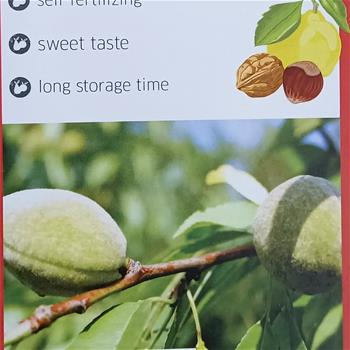 Mandloň Pfälzer Fruchtmandel květináč 10 litrů