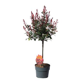 Blýskalka Fraserova Devils Dream kmínek 50cm, květináč 10 litrů