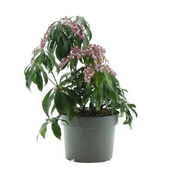Pieris japonský Glowing Hearts výška 20/25cm, květináč 2 litry
