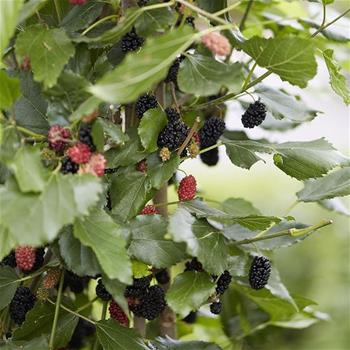 Moruše BonBonBerry Mojo Berry kmínek 80cm, květináč 10 litrů