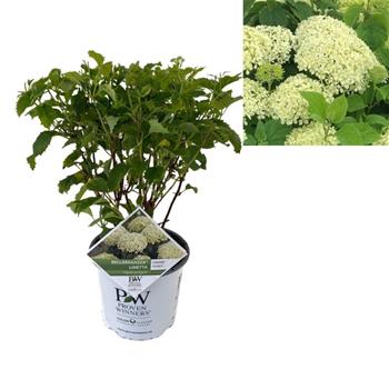 Hortenzie stromečkovitá BellaRagazza Limetta výška 40/60cm, květináč 5 litrů