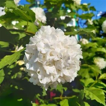 Kalina obecná Roseum výška 100/125cm, květináč 12 litrů