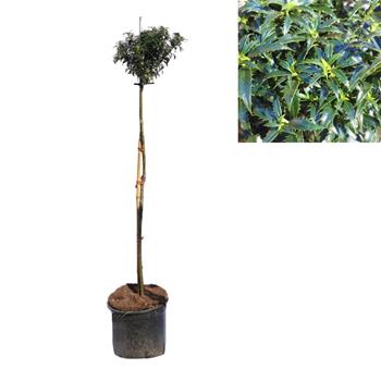 Cesmína ostrolistá Heckenzwerg kmínek 60cm, květináč 5 litrů
