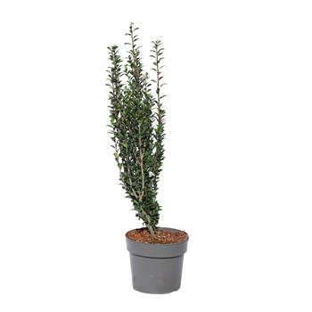 Cesmína vroubkovaná Fastigiata výška 40/50cm, květináč 3 litry