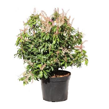 Pieris japonský Mountain Fire výška 50/60cm, květináč 12 litrů