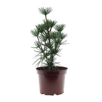 Pajehličník přeslenitý Beauty Green výška 25/30cm, květináč 4 litry
