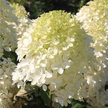 Hortenzie latnatá Phantom kmínek 160cm, květináč 65 litrů