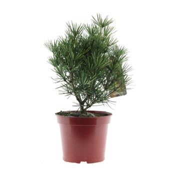 Pajehličník přeslenitý Picola výška 30/40cm, květináč 7,5 litru