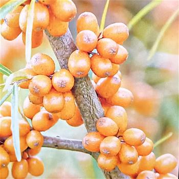 Rakytník řešetlákový Friesdorfer Orange výška 50/60cm, kvetináč 4,5 litru