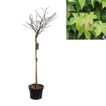 Ambroň západní Gum Ball kmínek 80cm, květináč 5 litrů