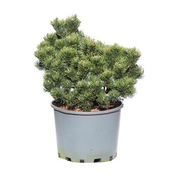 Borovice kleč Picobello výška 60/70cm, květináč 25 litrů