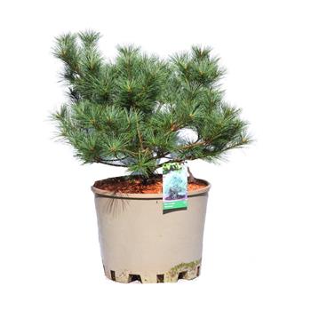 Borovice vejmutovka Rheinhaus výška 40/50cm, květináč 25 litrů