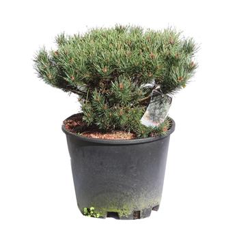 Borovice lesní Watereri výška 40/50cm, květináč 25 litrů