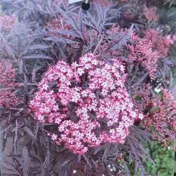 Bez černý Cherry Lace výška 40/60cm, květináč 5 litrů