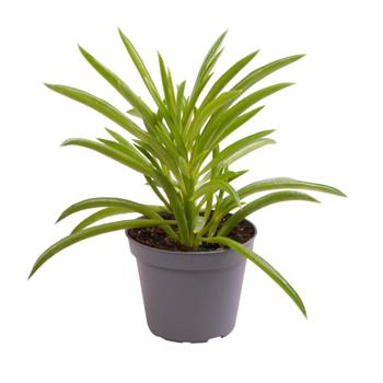 Pepřinec Nevada květináč 6cm