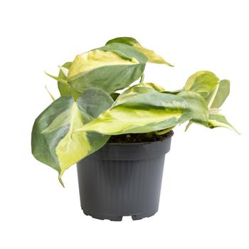 Filodendron převislý Brasil květináč 12cm