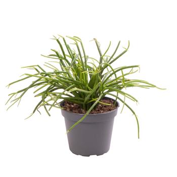 Ripsalis shloučený, věšák květináč 6cm