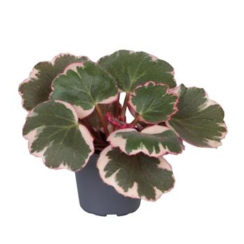 Lomikámen Variegata květináč 6cm