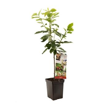 Třešeň Regina květináč 5 litrů, zákrsek, CIZOSPRAŠNÁ
