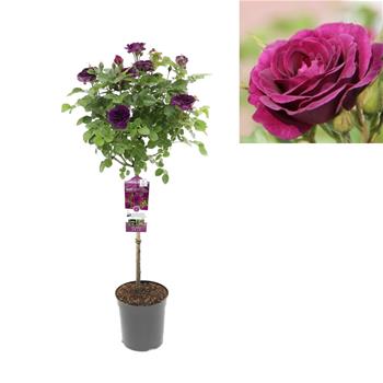 Růže Minerva kmínek 50cm, květináč 5 litrů