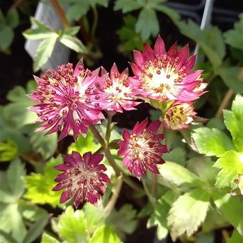 Jarmanka větší Claret květináč 9cm