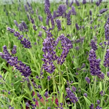 Levandule úzkolistá Aromatico Blue květináč 13cm
