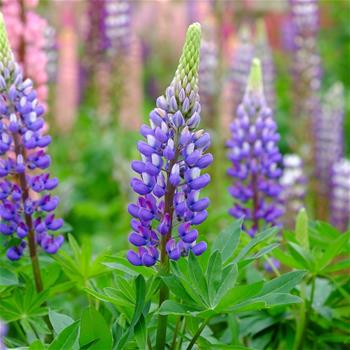 Lupinus West Country Persian Slipper kkvětináč 2 litry