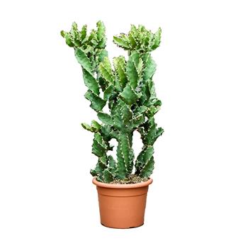 Pryšec kroucený květináč 25cm