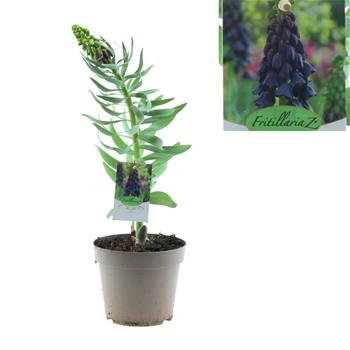 Řebčík perský Purple květináč 17cm