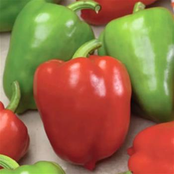 Paprika Neusiedler Ideal neroubovaná 10,5cm