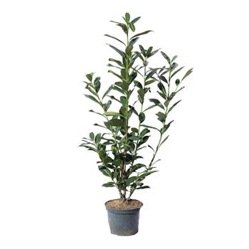 Bobkovišeň lékařská Caucasica výška 60/80cm, květináč 5litrů