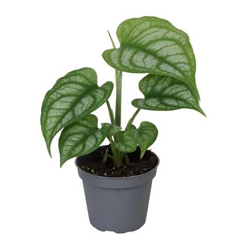 Monstera květináč 6cm